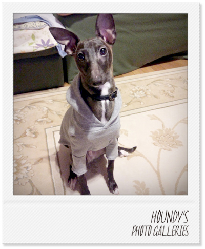 Randy : Italian Greyhound