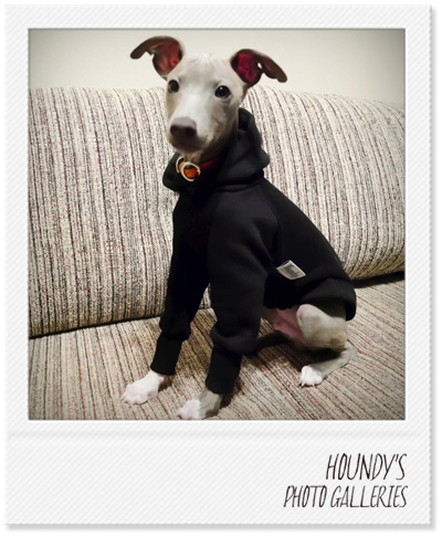Italian Greyhound Clothing Pullover Hoodie Dog sweaters Dros 234