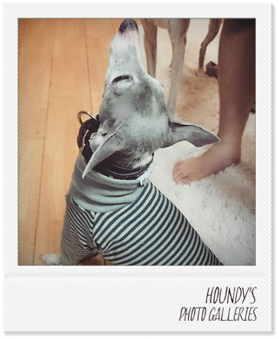 Italian Greyhound dog Clothing Three Quarter Sleeve Border Pet boutique Runa 253