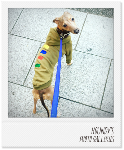 Italian Greyhound dog Clothing Pullover Hoodie Pet fashion Tete273