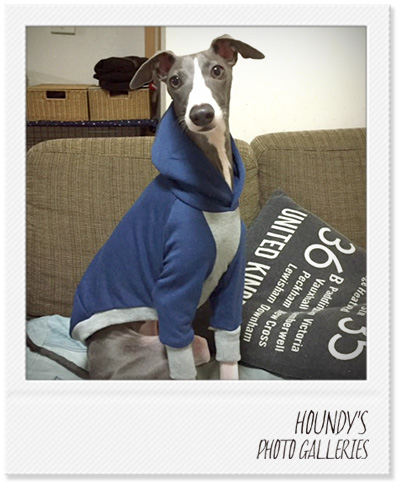 Italian Greyhound Clothing Pullover Hoodie Dog sweaters Luke 276