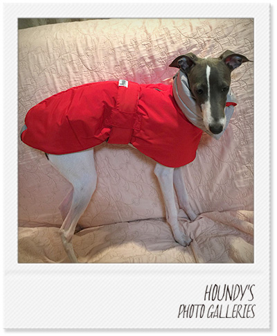 Italian Greyhound Dog Clothing
Pullover Hoodie Pet fashion Moca & Sarah & Yuzu 283