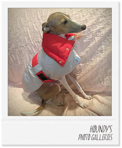 Italian Greyhound Dog Clothing
Reversible Quilting Coat Dog coats Moca & Sarah & Yuzu 283