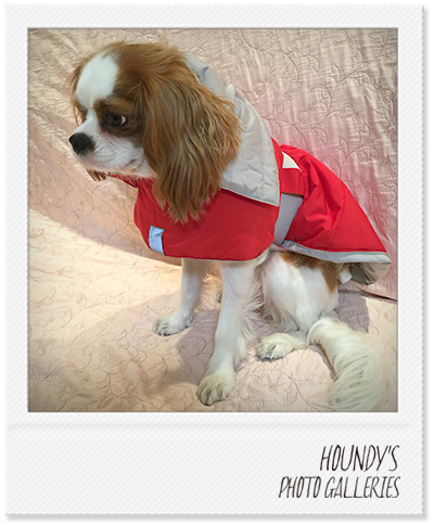 Cavalier Dog Clothing Reversible Quilting Coat Fashionable dog clothes Moca & Sarah & Yuzu 283