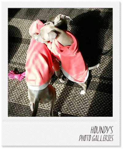 Italian Greyhound Dog Clothing Pullover Hoodie Online pet store umehana 288