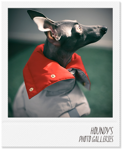 Italian Greyhound dog Clothing Reversible Quilting Coat Luxury dog clothing Cyan 293