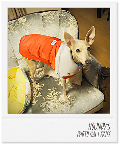 Italian Greyhound Clothing Reversible Quilting Coat Designer dog clothes Hikaru 299