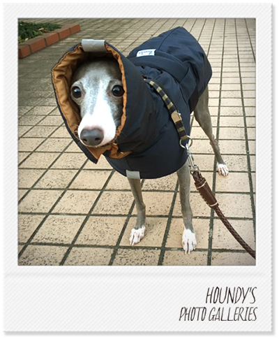 Italian Greyhound Dog Clothing Reversible Quilting Coat Camel Navy Sighthound clothing Patta 302