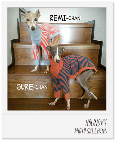 Italian Greyhound Dog Clothing High Neck Sweat Border Dog accessories Remi & Gure 310