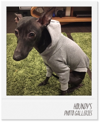 Italian Greyhound Dog Clothing
Pullover Hoodie Designer dog clothes Nero 311