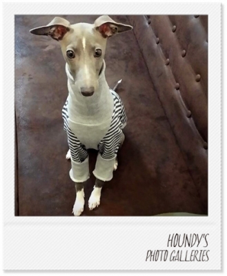 Italian Greyhound Dog Clothing
High Neck Sweat Border Dog breeds Ron 314