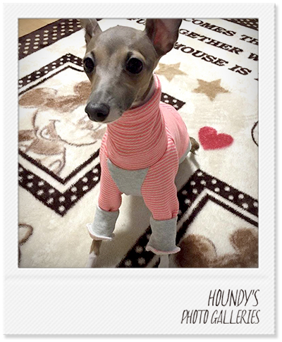 Italian Greyhound Dog Clothing
Border Sweat Fashionable dog clothes King & Anju 321