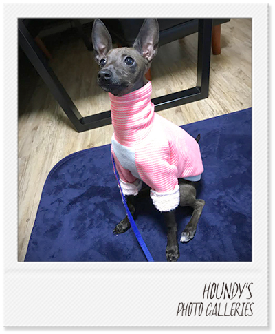 Italian Greyhound Dog Clothing Border Sweat Luxury dog clothing Mona 347