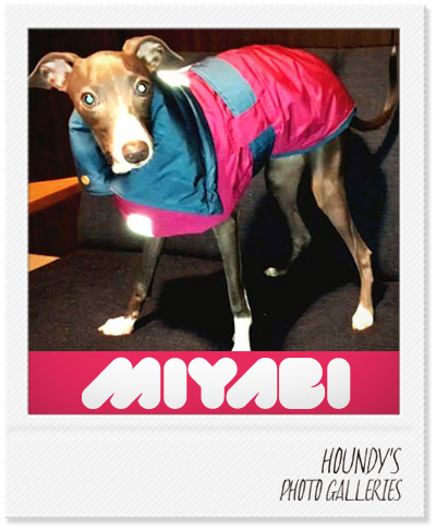 Italian Greyhound Dog Clothing Reversible Quilting Coat Camel Navy Canine couture Miyabi 364