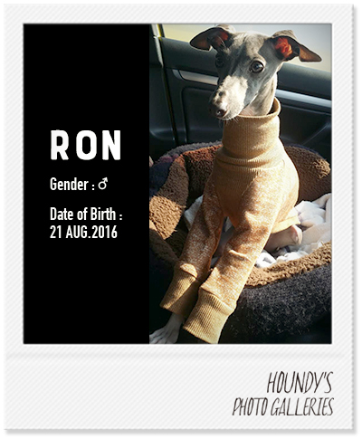 Ron : Italian Greyhound