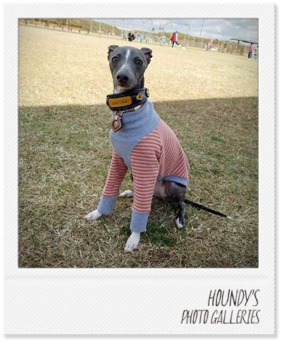 Italian Greyhound Dog Clothing High Neck Sweat Border Designer dog clothes Louisa 372