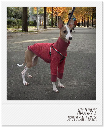 Italian Greyhound Dog Clothing High Neck Sweat heather Color Pet boutique Olive 379