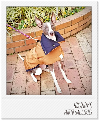 Italian Greyhound Dog Clothing Reversible Quilting Coat Camel Navy Dog jackets Jeana 380