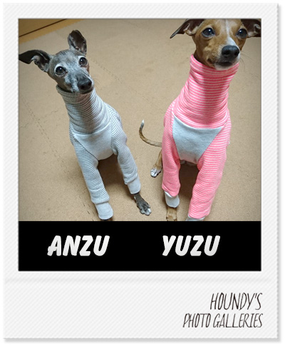 Anzu & Yuzu : Italian Greyhound