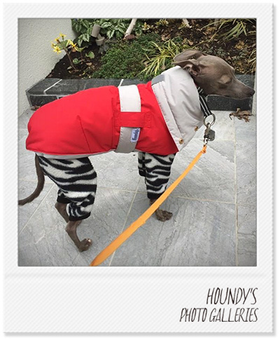 Italian Greyhound Dog Clothing Reversible Quilting Coat Dog jackets Coco & Pooh 384