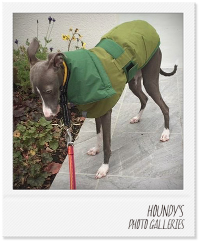 Italian Greyhound Dog Clothing Reversible Quilting Coat Dog coats Coco & Pooh 384