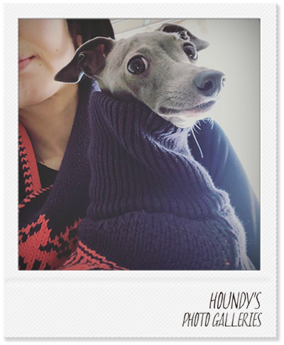 Italian Greyhound Dog Clothing Stripe Sweater Dog sweaters Emma 385
