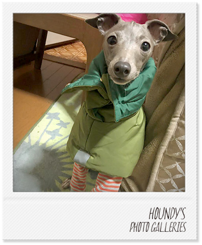 Italian Greyhound Dog Clothing Reversible Quilting Coat Designer dog clothes Emma 385