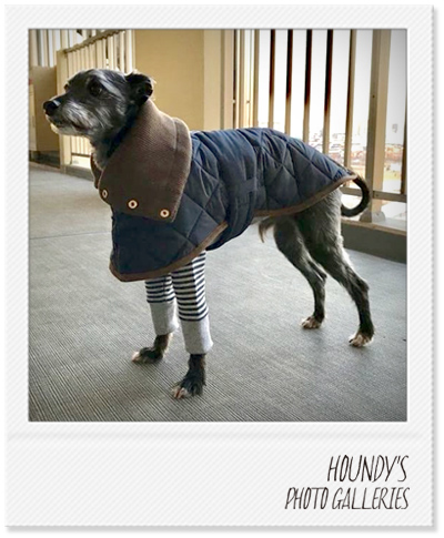 Italian Greyhound Dog Clothing Reversible Quilting Coat Dog jackets Altair 394