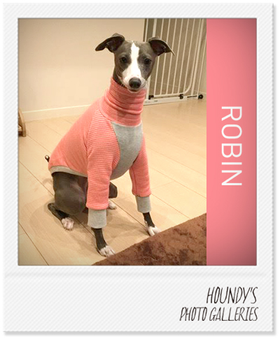 Italian Greyhound Dog Clothing Border Sweat Dog accessories Robin 398