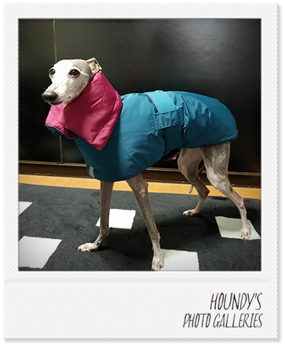 Italian Greyhound Dog Clothing Reversible Quilting Coat Online pet store Sakura 402