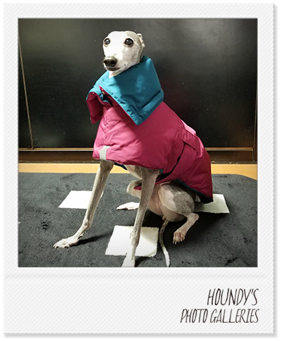 Italian Greyhound Dog Clothing Reversible Quilting Coat Canine couture Sakura 402