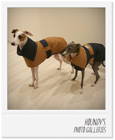 Italian Greyhound Dog Clothing Dog jackets iggy Designer dog clothes Pal & Beet 409