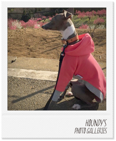 Italian Greyhound Dog Clothing Pullover Hoodie Dog sweaters Juju 412
