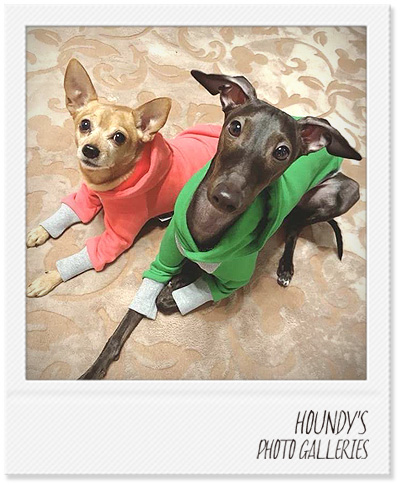 Neo & Luke : Chihuahua Mix / Italian Greyhound