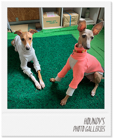 Italian Greyhound Dog Clothing Border Sweat iggy Custom dog clothes Abby & Kono 435