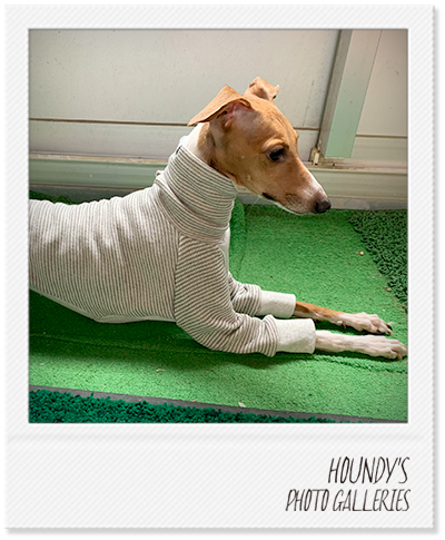 Italian Greyhound Dog Clothing Border Sweat iggy Handmade dog clothes Abby & Kono 435