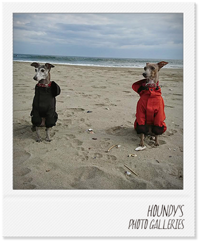 Silk & Beni : Italian Greyhound
