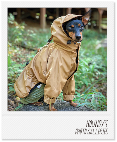 Italian Greyhound Dog Clothing Mountain Jacket iggy Dog jackets Mogu 440