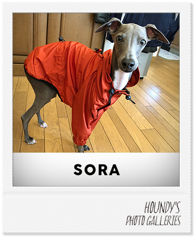Italian Greyhound Dog Clothing Mountain Jacket iggy Dog jackets Sora 441