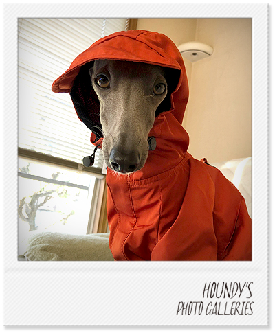 Italian Greyhound Dog Clothing Mountain Jacket iggy Pet fashion Sora 441