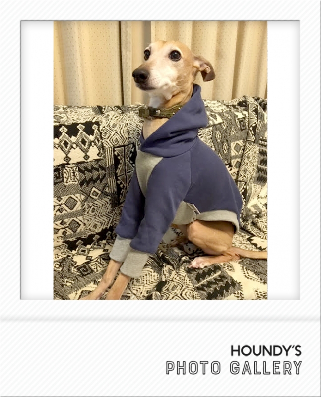 Italian Greyhound Dog Clothing Pullover Hoodie iggy Pet fashion Elle 443