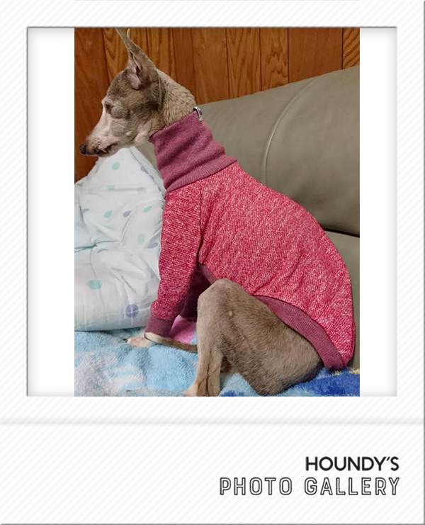 Italian Greyhound Dog Clothing High Neck Sweat heather Color iggy Pet boutique Julier