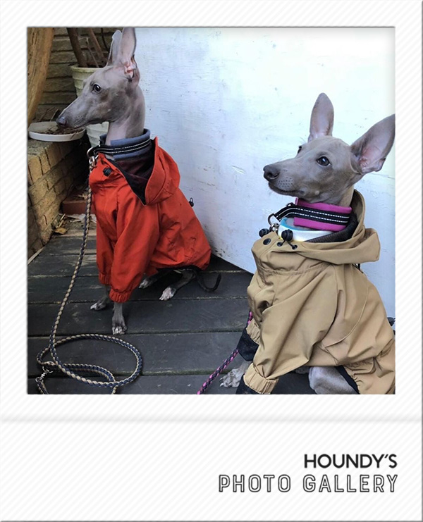 Italian Greyhound Dog Clothing Mountain Jacket iggy Dog jackets Toki & Natsu 447