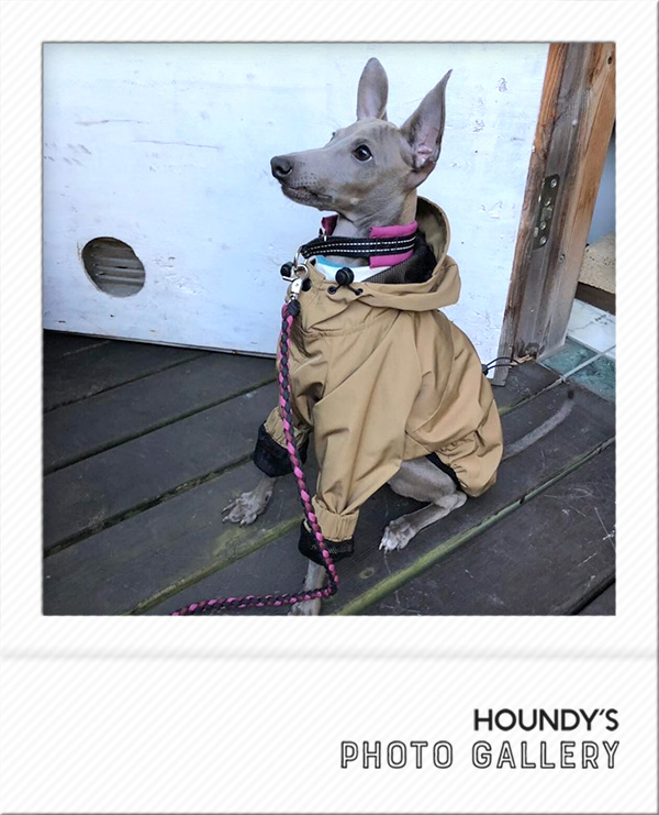 Italian Greyhound Dog Clothing Mountain Jacket iggy Dog coats Toki & Natsu 447
