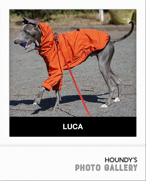 Italian Greyhound Dog Clothing Mountain Jacket iggy Pet boutique Luca 448