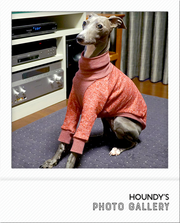 Italian Greyhound Dog Clothing High Neck Sweat heather Color  iggy Dog coats Luca 448