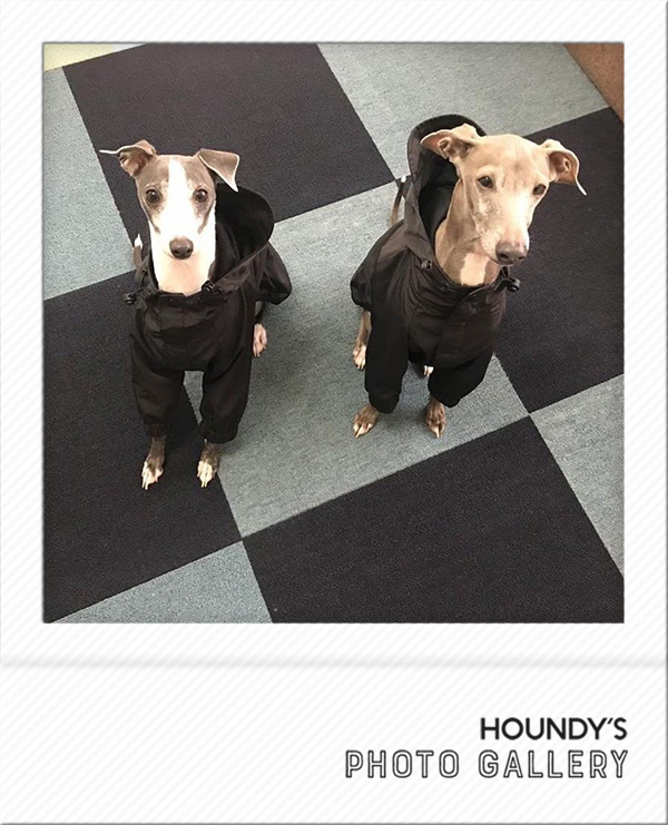 Italian Greyhound Dog Clothing Mountain Jacket iggy Dog jackets Kogorou & Nakagorou 455