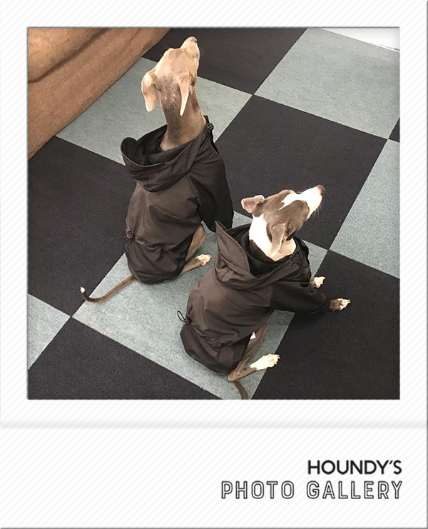 Italian Greyhound Dog Clothing Mountain Jacket iggy Dog coats Kogorou & Nakagorou 455