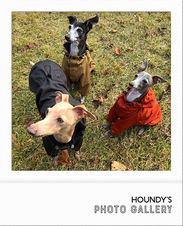 Italian Greyhound Dog Clothing Mountain Jacket iggy Pet fashion Nicoa & Kab & Ritz 458
