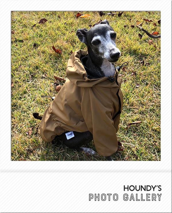 Italian Greyhound Dog Clothing Mountain Jacket iggy Dog coats Nicoa & Kab & Ritz 458